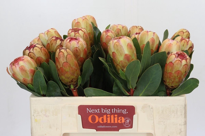 <h4>Protea Grandicolor</h4>