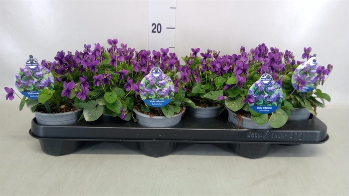 <h4>Viola odorata</h4>