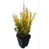 Berberis th. 'Yellow Tower' ® P17