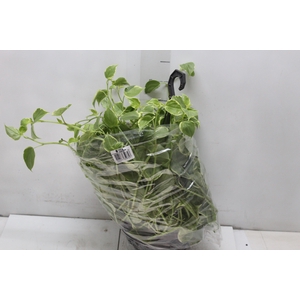 PEPEROMIA SCANDENS C21