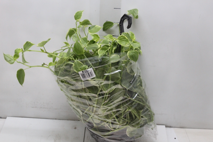 <h4>PEPEROMIA SCANDENS C21</h4>