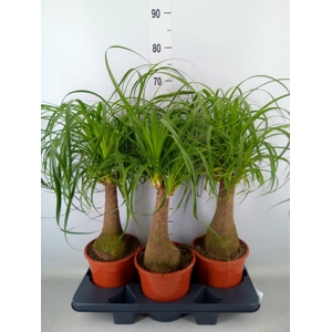 Beaucarnea recurvata