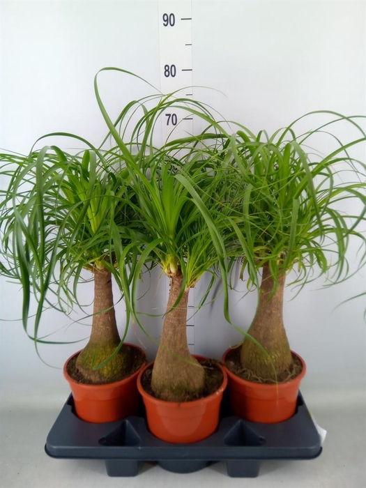 <h4>Beaucarnea recurvata</h4>