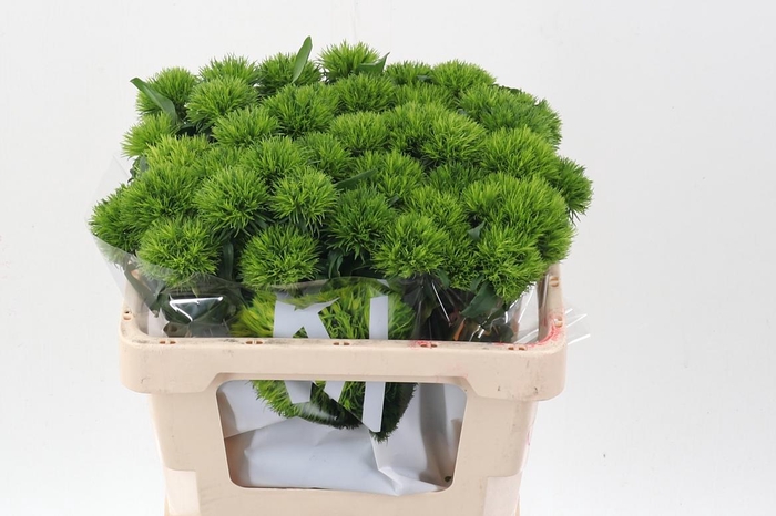 <h4>Di Barb Kiwi Mellow</h4>