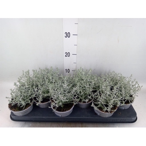Leucophyta brownii