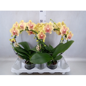 Phalaenopsis   ...