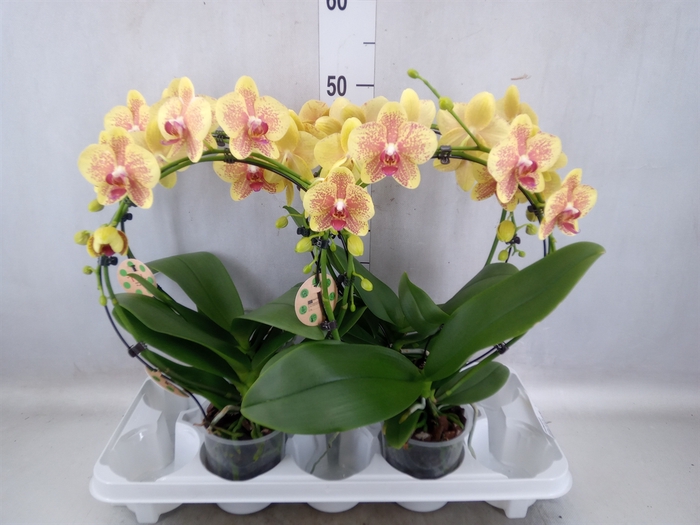 <h4>Phalaenopsis   ...</h4>