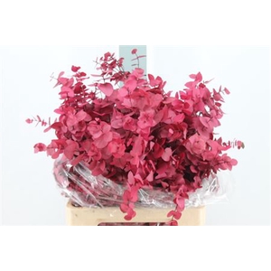 Euca Stuartiana Stabilizatta Cerise