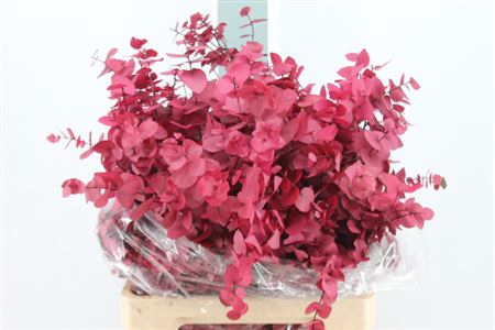Euca Stuartiana Stabilizatta Cerise