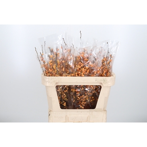 Ilex Golden Verboom
