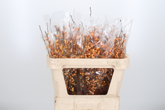 <h4>Ilex Golden Verboom</h4>