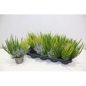 Callu Gg Trio Gi Gem