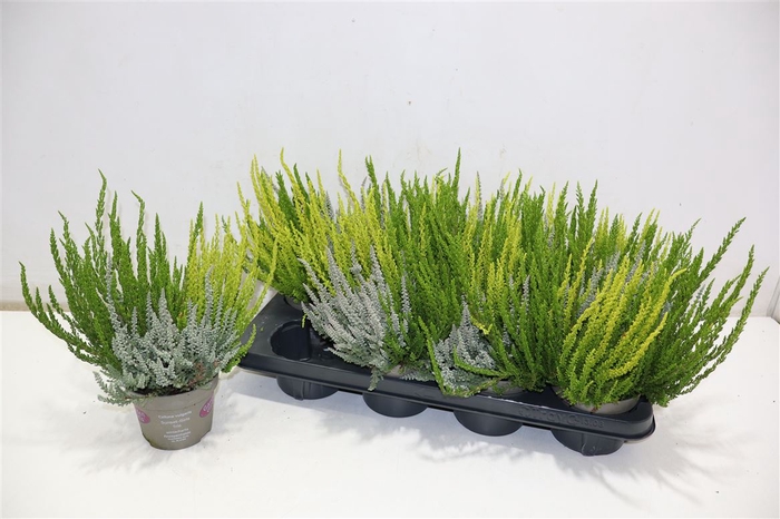 <h4>Callu Gg Trio Gi Gem</h4>
