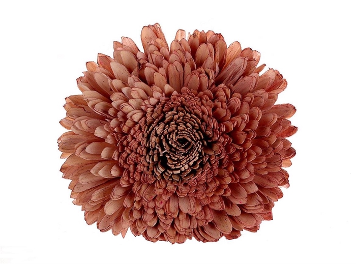 <h4>Deco Flower Old Pink Head Zinnia 1pc D25 X1</h4>