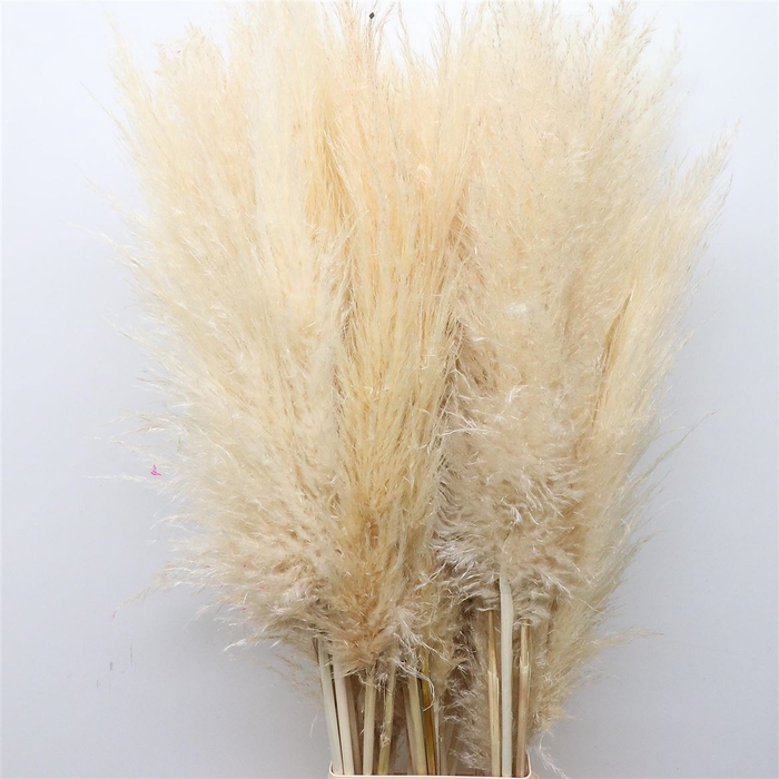 <h4>CORTA DRIED BLEACHED WHITE X60</h4>