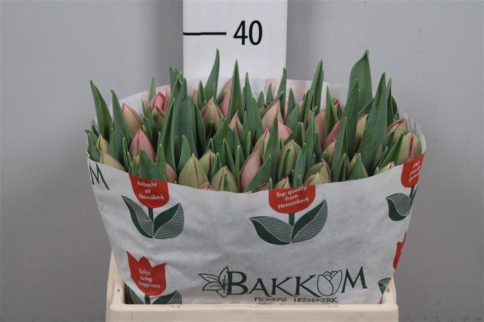 <h4>Tu Du Etched Salmon</h4>