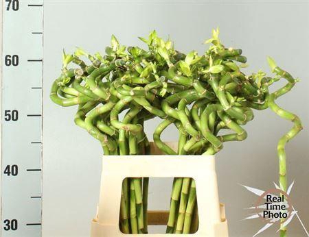 <h4>Drac S Lucky Bamboo</h4>