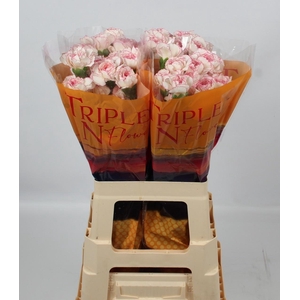 DI ST PASTEL DAMASCU