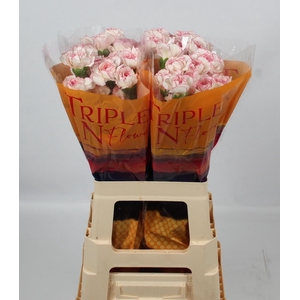 DI ST PASTEL DAMASCU