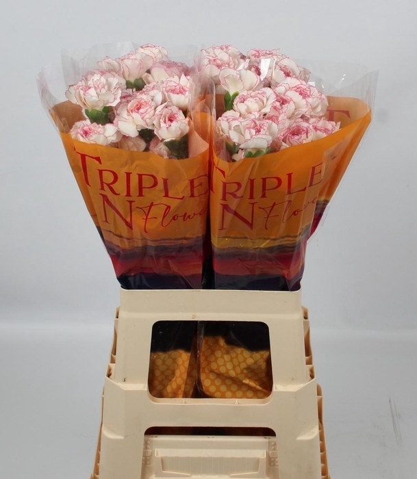 <h4>DI ST PASTEL DAMASCU</h4>