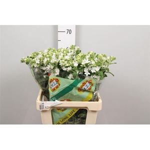 Oxy Co Perf Whi Harm