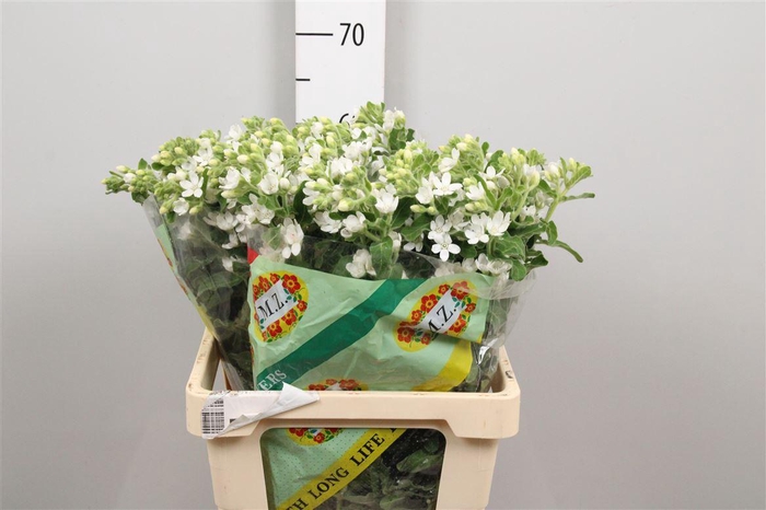 <h4>Oxy Co Perf Whi Harm</h4>