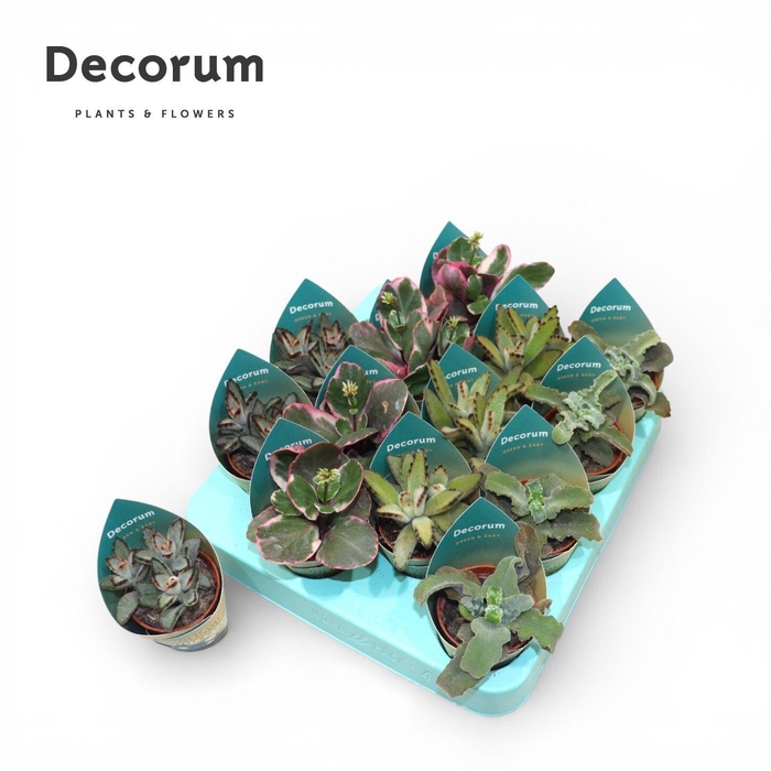 <h4>Kalanchoe Mix (4spc.) (decorum)</h4>