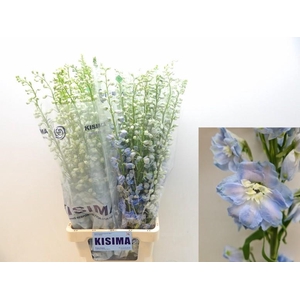 DELPH DU MAG FSKB WB