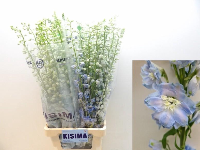 <h4>DELPH DU MAG FSKB WB</h4>