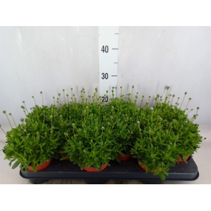 Felicia amell. 'Felicitara Blue'