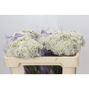 Ozothamnus  'Cooks Snow White'
