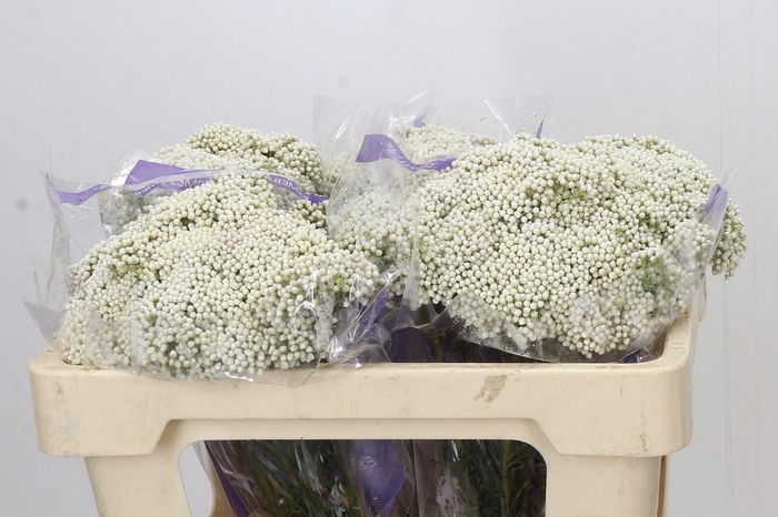 <h4>Ozothamnus  'Cooks Snow White'</h4>