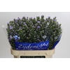 Aster Cassandra