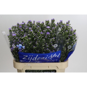 Aster Cassandra