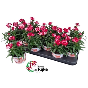 DIAN SPR RED & PROUD