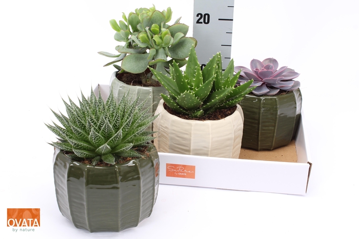 <h4>SUCC GEM 4 SRT</h4>