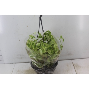 PEPEROMIA SCANDENS C21