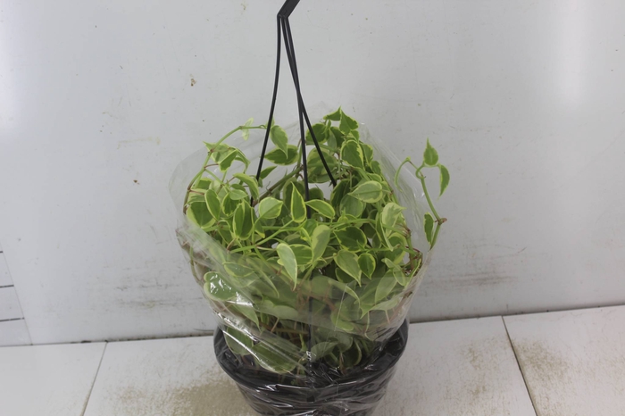 <h4>PEPEROMIA SCANDENS C21</h4>