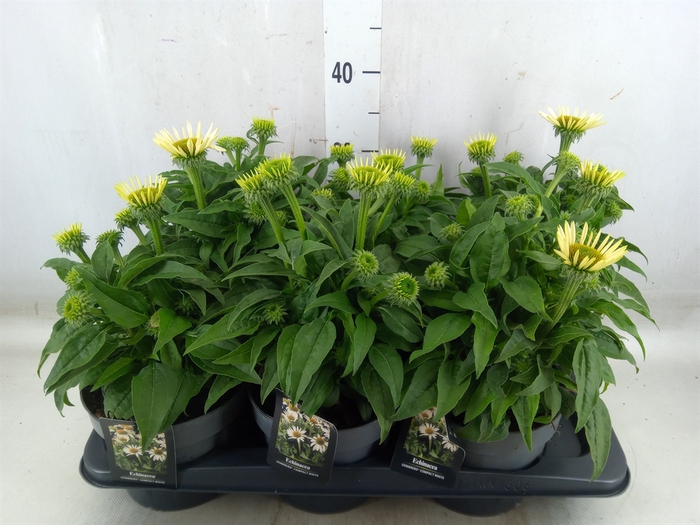 <h4>Echinacea   ...</h4>