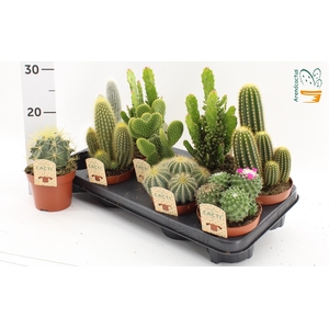 CACTUS GEM