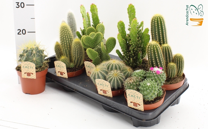 <h4>CACTUS GEM</h4>
