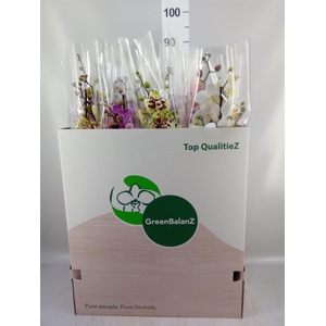 Phalaenopsis   ...mix