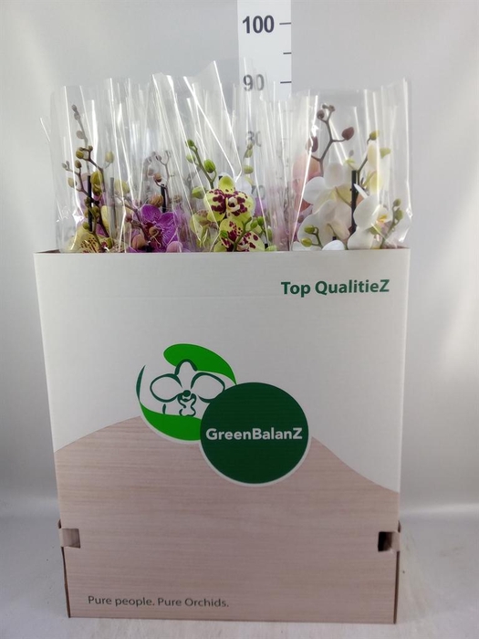 <h4>Phalaenopsis   ...mix</h4>