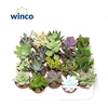 Succulenten Mix