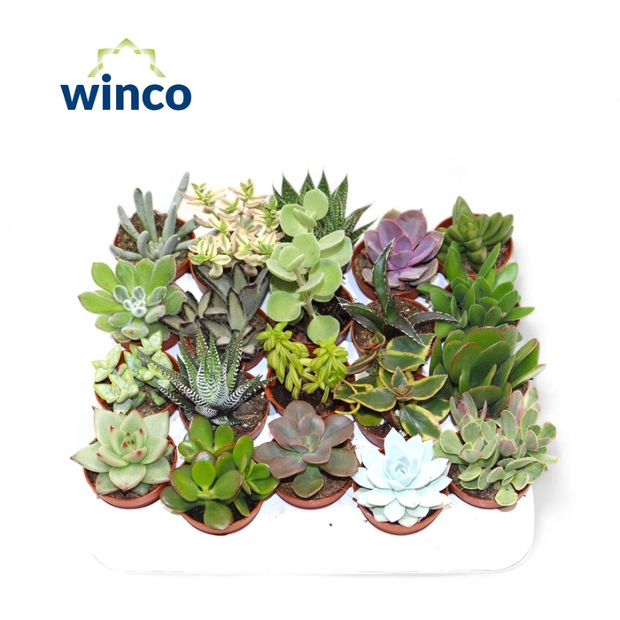 <h4>Succulenten Mix</h4>