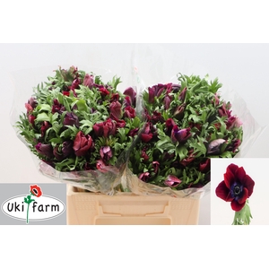 ANEM CO GALIL BORDEAUX