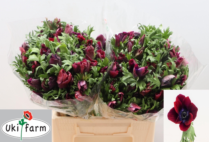 <h4>ANEM CO GALIL BORDEAUX</h4>