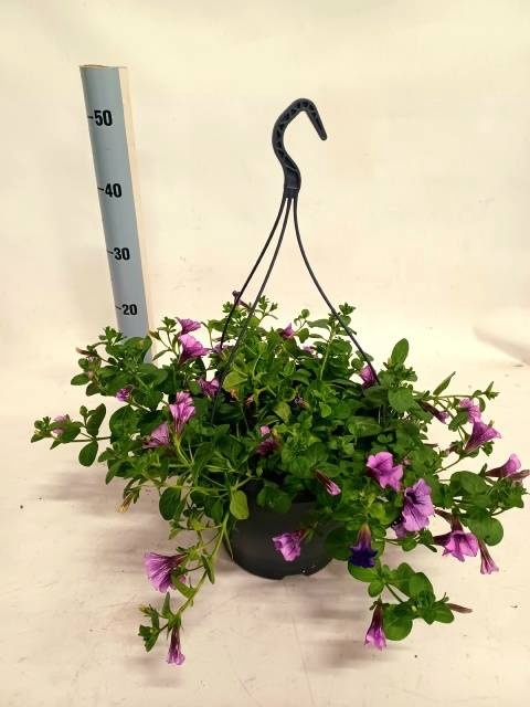 <h4>PET FAM LILAC VEIN</h4>