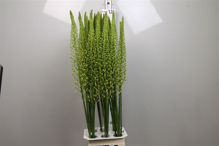 <h4>Eremurus Sh Yell Sun</h4>