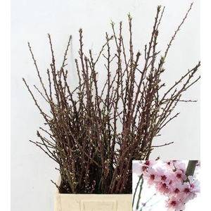 PRUNUS ALMOND BLOSSOM PER BUNCH